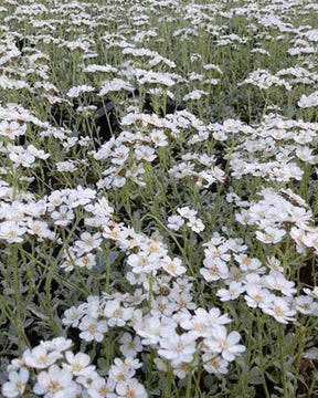 3 Achillées en ombelle - Fleurs vivaces - ACHILLEA UMBELLATA