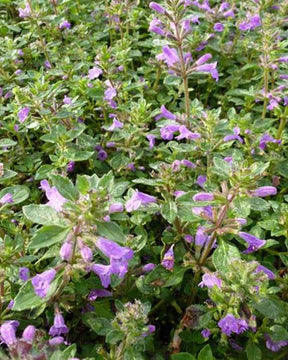 3 Calamentss des Alpes - Fleurs vivaces - ACINOS ALPINUS