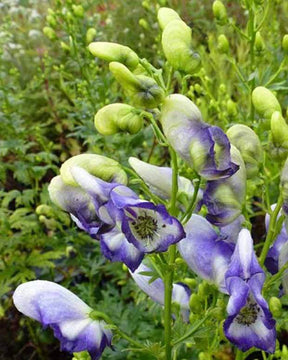 Aconit cammarum Bicolor - jardins - ACONITUM CAMMARUM BICOLOR