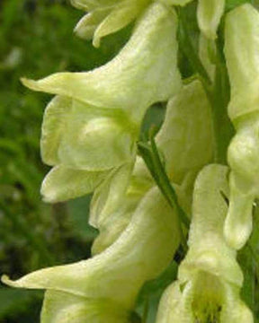 Aconit de Lamarck - Fleurs vivaces - ACONITUM LAMARCKII