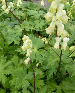 Aconit crème Aconitum septentrionale Ivorine - Fleurs vivaces - ACONITUM SEPTENTRIONALE IVORINE