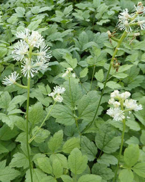 Actée Misty Blue - Fleurs vivaces - ACTAEA PACHYPODA MISTY BLUE