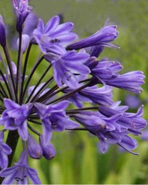 Agapanthe Black Buddhist - Agapanthes - Agapanthus Black Buddhist