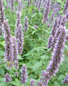 Agastache fenouil - Hysope anisée - Fleurs vivaces - Agastache foeniculum