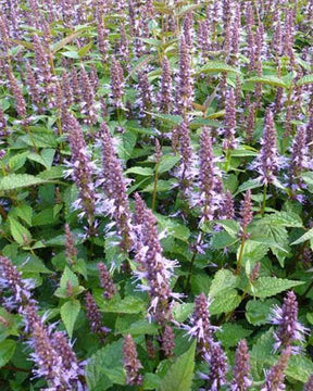 Agastache After Eight - Fleurs vivaces - Agastache After Eight