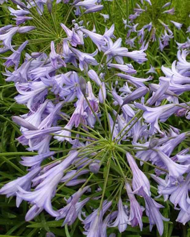 Agapanthe Castle of Mey - Agapanthes - Agapanthus Castle of Mey