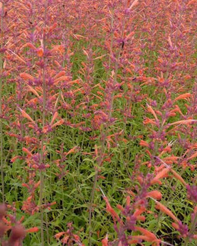 Agastache Firebird - Fleurs vivaces - Agastache Firebird