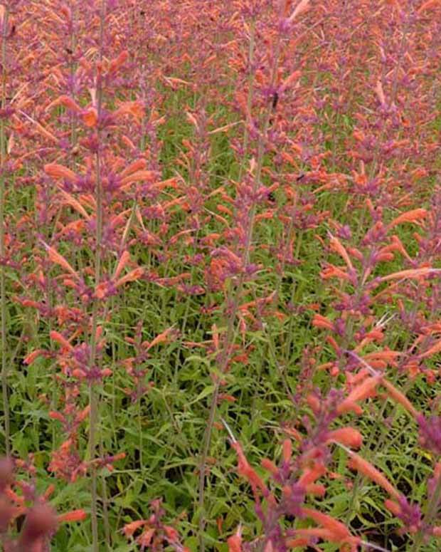 Agastache Firebird - Fleurs vivaces - Agastache Firebird