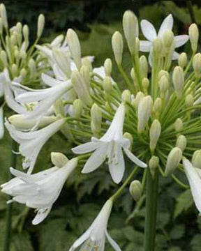 Agapanthe Headbourne White - Agapanthes - Agapanthus Headbourne White