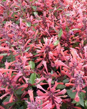 Agastache Kudos Coral - Fleurs vivaces - Agastache Kudos Coral