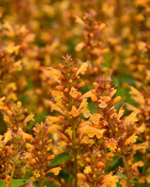 Agastache Kudos Gold - Fleurs vivaces - Agastache Kudos Gold