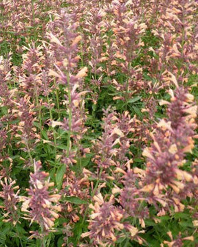 Agastache Kolibri Agastache Colibri - Fleurs vivaces - Agastache Kolibri