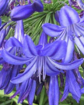 Agapanthe Northern Star - Agapanthes - Agapanthus Northern Star