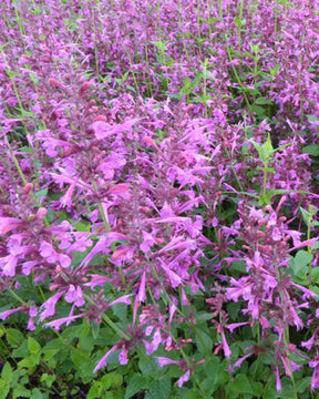 Agastache Summer Love - Fleurs vivaces - Agastache Summer Love