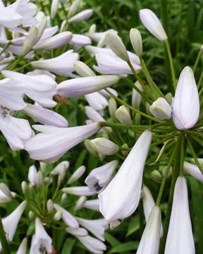 Agapanthe Windsor Grey - Agapanthes - Agapanthus Windsor Grey