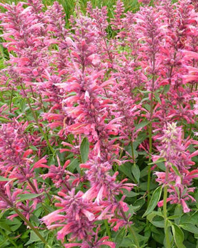 Agastache mexicana Red Fortune - Fleurs vivaces - AGASTACHE MEXICANA RED FORTUNE