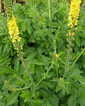 Aigremoine eupatoire - Fleurs vivaces - AGRIMONIA EUPATORIA