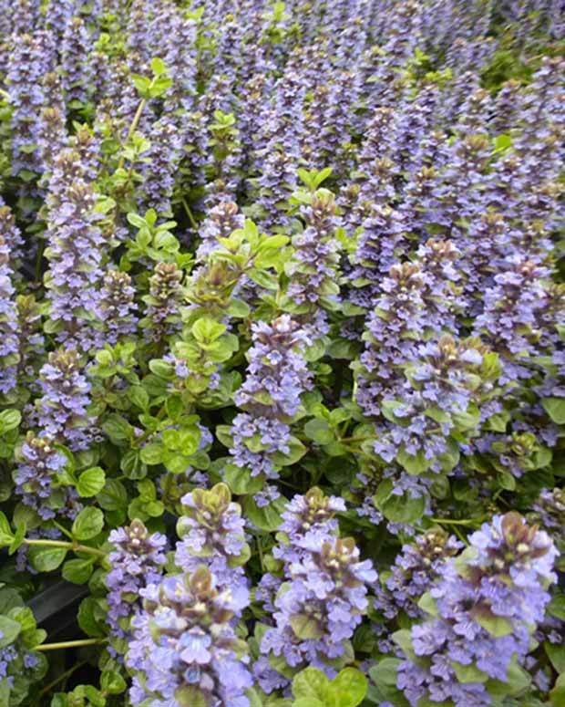 Bugle de Genève Tottenham - Fleurs vivaces - Ajuga genevensis Tottenham