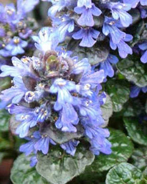 Bugle pyramidal Metallica Crispa - Fleurs vivaces - AJUGA PYRAMIDALIS METALLICA CRISPA