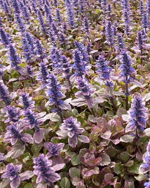 Bugle rampante Burgundy Glow - Fleurs vivaces - Ajuga reptans Burgundy Glow