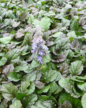 Bugle rampante Braunherz - Fleurs vivaces - Ajuga reptans Braunherz