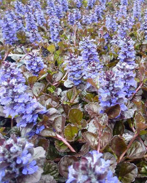 Bugle rampante Black Scallop - Fleurs vivaces - AJUGA REPTANS BLACK SCALLOP