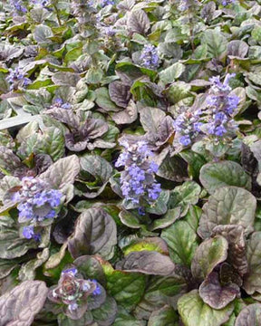 Bugle rampant Catlins Giant - Fleurs vivaces - AJUGA REPTANS CATLINS GIANT