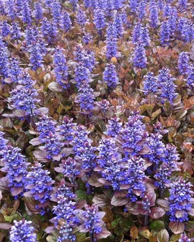 Bugle rampante Multicolor Rainbow - Fleurs vivaces - AJUGA REPTANS MULTICOLOR