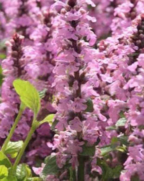 Bugle rampante Purple Torch - Fleurs vivaces - Ajuga reptans Purple Torch