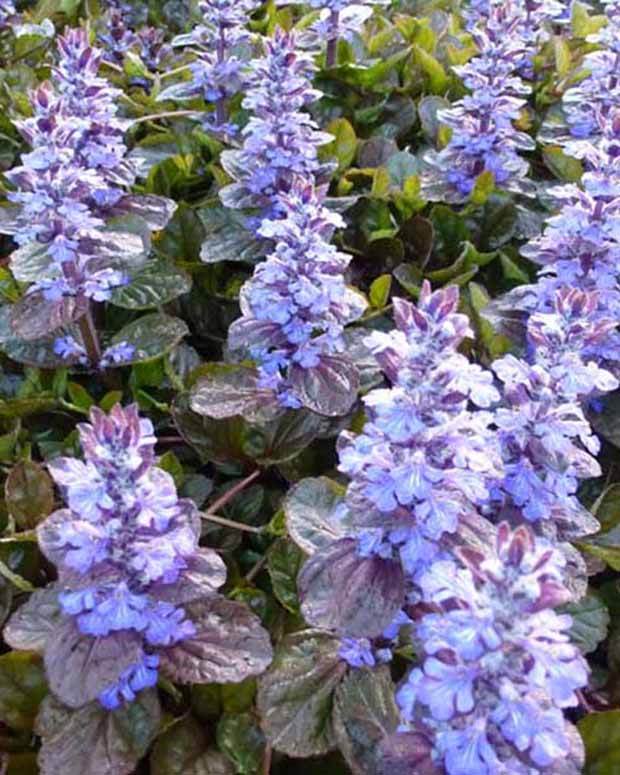 Bugle rampante Simon s Type - Fleurs vivaces - Ajuga reptans Simons Typ