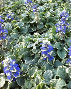 Bugle rampante Variegata - Fleurs vivaces - AJUGA REPTANS VARIEGATA