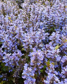 Bugle Valfredda Bugle Chocolate Chip - Fleurs vivaces - Ajuga tenorii Valfredda