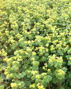 Alchemille erythropoda - Fleurs vivaces - ALCHEMILLA ERYTHROPODA