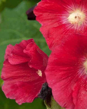 Rose trémière Mars Magic - Fleurs vivaces - Alcea rosea Mars Magic