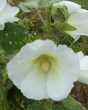 Rose trémière Polarstar - Fleurs vivaces - Alcea rosea Polarstar Spotlight series