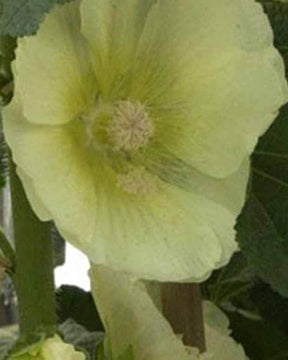 Rose trémière Sunshine - Fleurs vivaces - Alcea rosea Sunshine