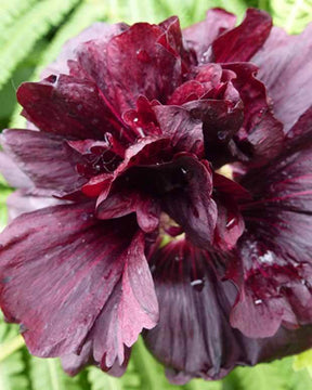 Rose trémière double Violet - Fleurs vivaces - Alcea rosea Chaters Double Group Violet