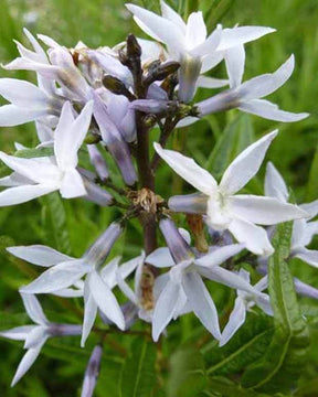 Amsonie ciliée - Amsonie - AMSONIA CILIATA