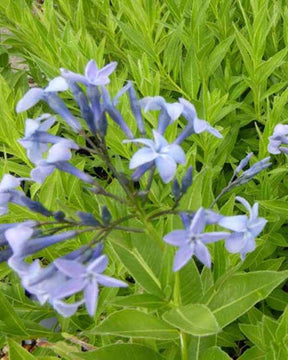 Amsonie orientale - Fleurs vivaces - AMSONIA ORIENTALIS