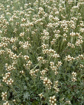 Bouton d argent des Alpes - Fleurs vivaces - ANAPHALIS ALPICOLA