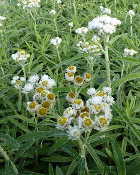 Immortelle d argent - Fleurs vivaces - ANAPHALIS MARGARITACEA NEUSCHNEE