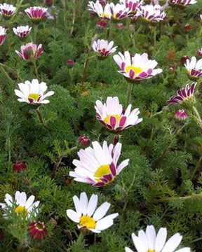 Camomille marocaine Depressus - Camomille - Anacyclus pyrethrum var. depressus