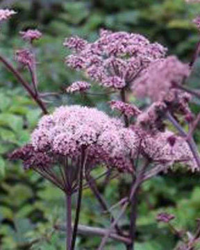 Angélique des bois Vicar s Mead - Fleurs vivaces - Angelica sylvestris Vicars Mead