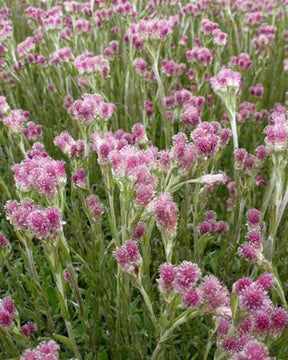 Antennaire dioïque Rubra - Fleurs vivaces - ANTENNARIA DIOICA RUBRA