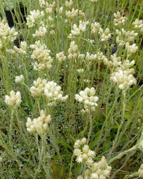 Pied de chats boréal - Fleurs vivaces - Antennaria dioica var. borealis