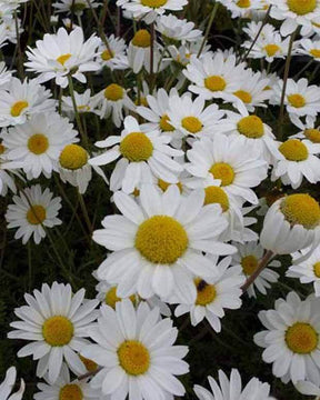 Camomille Karpatenschnee - Camomille - ANTHEMIS CARPATICA KARPATENSCHNEE