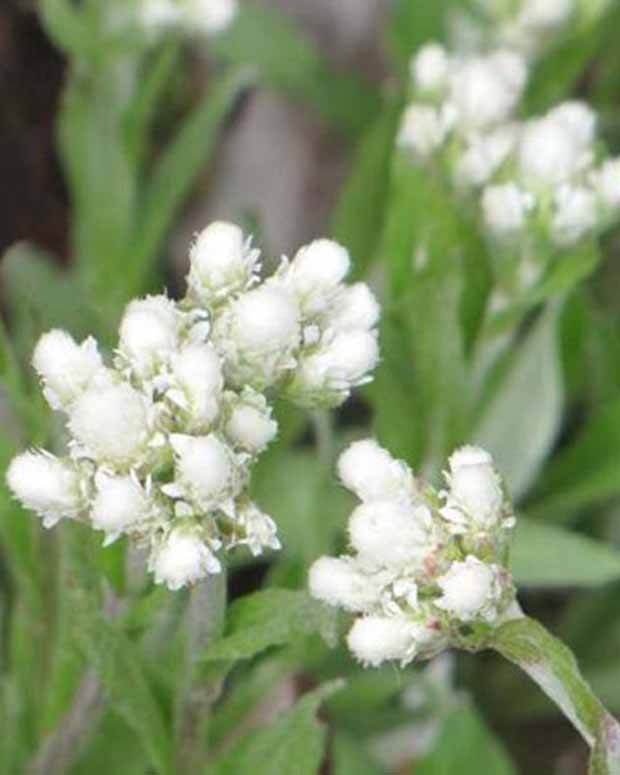 3 Pieds de chats à feuille de plantain - Fleurs vivaces - Antennaria plantaginifolia