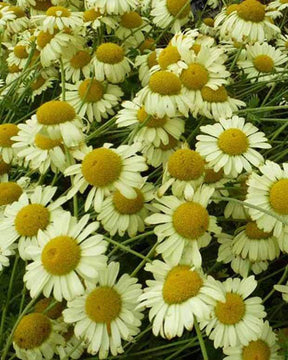 Oeil de bœuf E.C. Buxton - Fleurs vivaces - Anthemis x hybrida E.C. Buxton