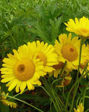 Oeil de bœuf Kelwayi - Fleurs vivaces - Anthemis x hybrida Kelwayi