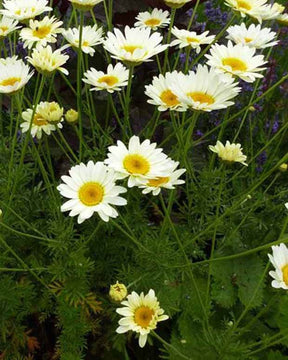 Oeil de bœuf Sauce Hollandaise - Fleurs vivaces - Anthemis x hybrida Sauce Hollandaise